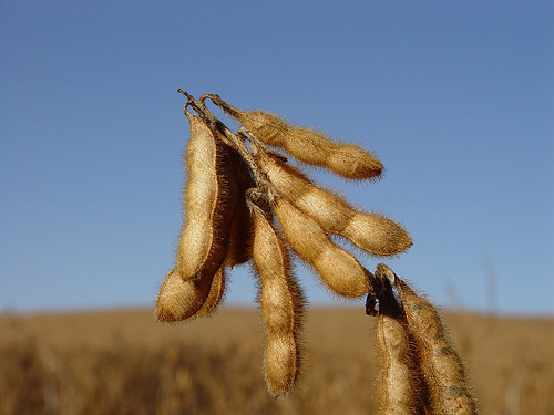 soybean